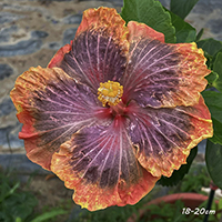 Taiwan Glamour Bloom